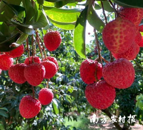 汕尾鳳山紅燈籠等優(yōu)質(zhì)荔枝 接棒 銷售