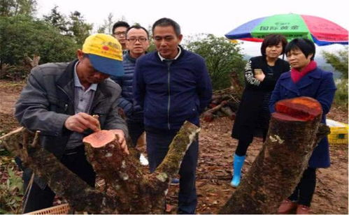 無核荔枝吃過嗎 種植起來不算難,產(chǎn)量比普通荔枝高