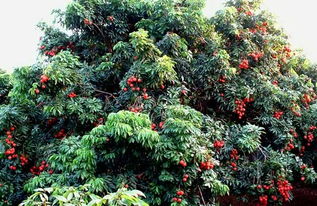 大嶺山 荔枝之鄉(xiāng)