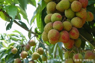 發(fā)現(xiàn)地標 妃子笑荔枝與屏邊無核荔枝的傳奇故事