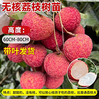 荔枝與櫻桃的夏日甜蜜養生大比拼