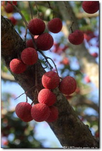 大紅荔枝甜又甜——記藤縣太平鎮江口村的特產無核荔枝